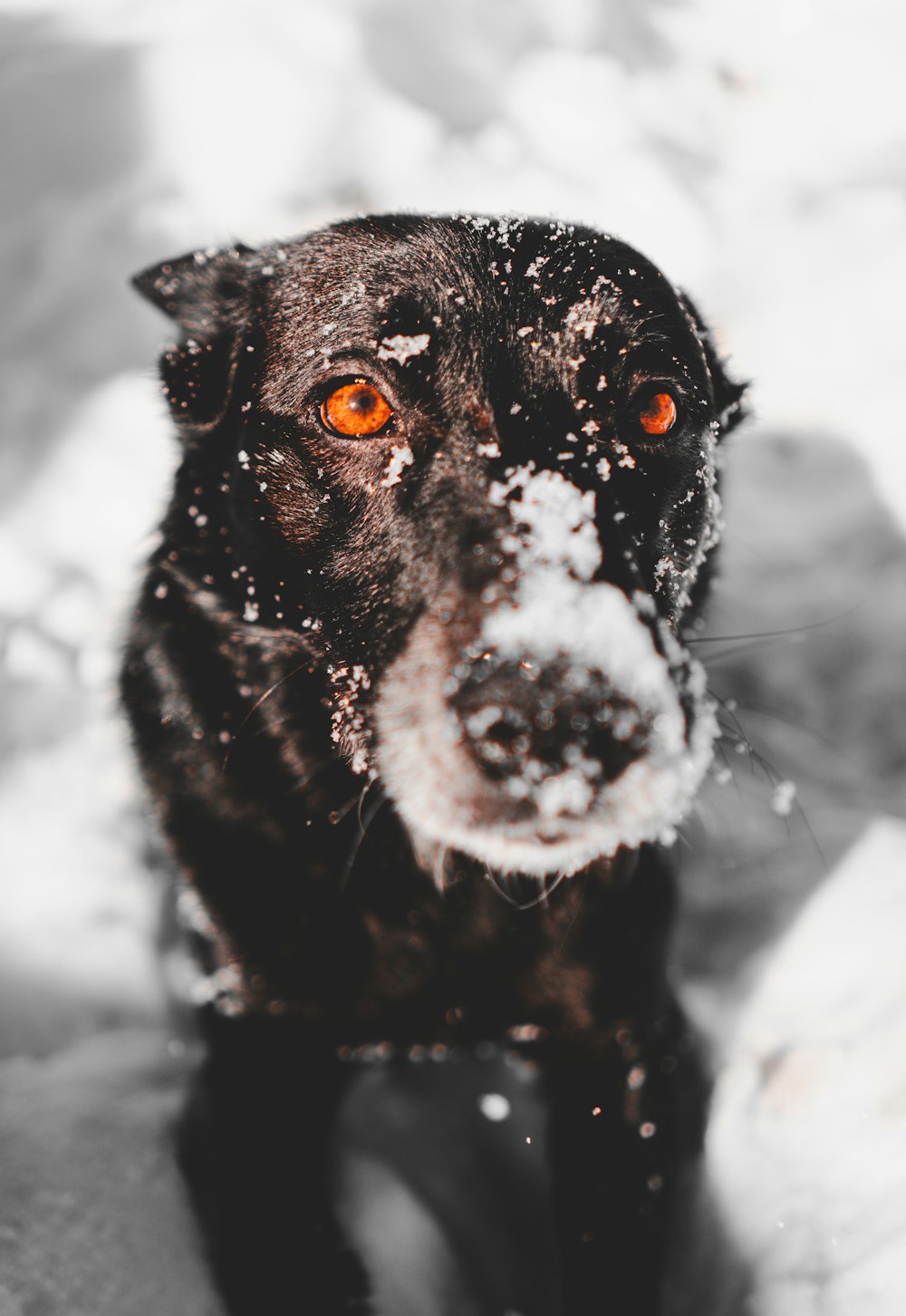 Perro negro