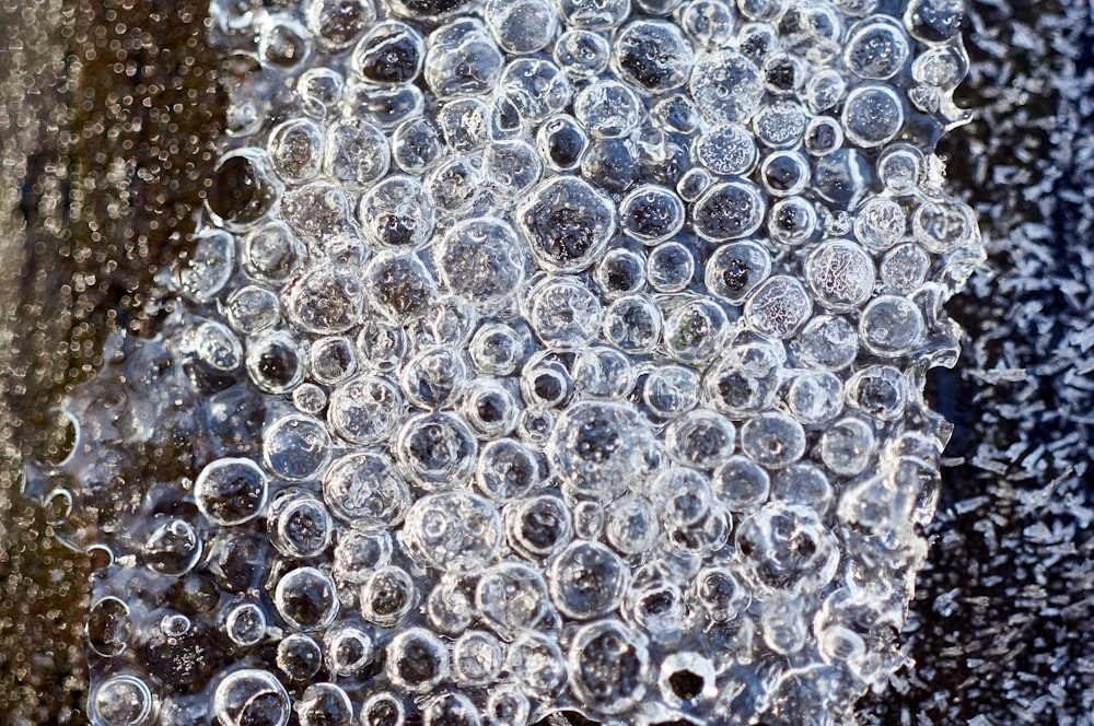 a bunch of bubbles that are on a tree