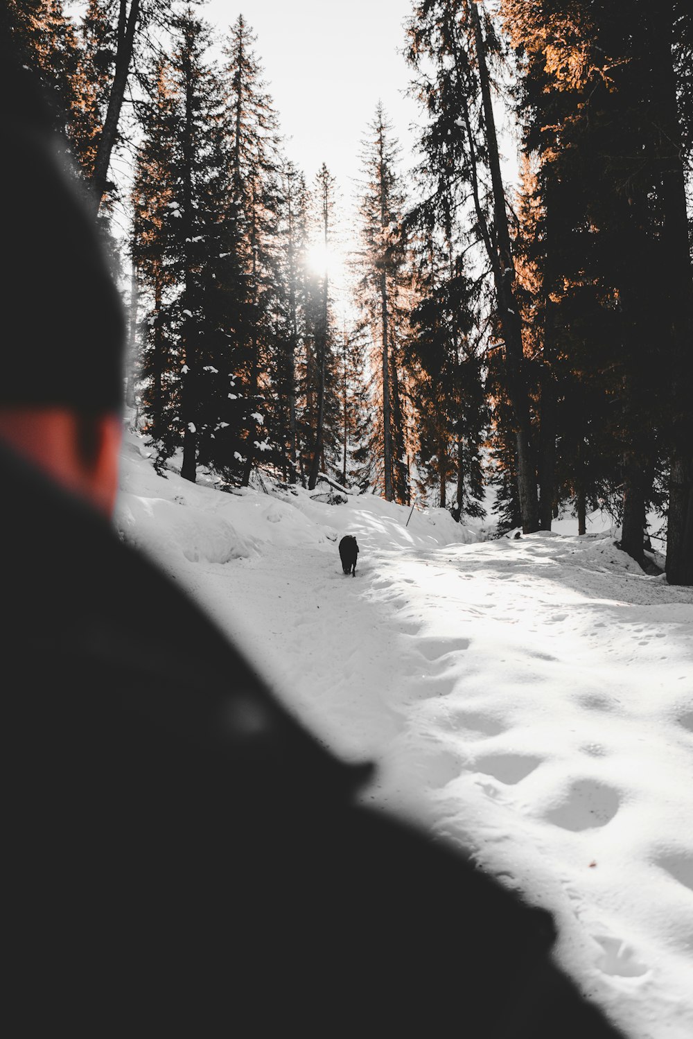 Kiefer mit Schnee bedeckt