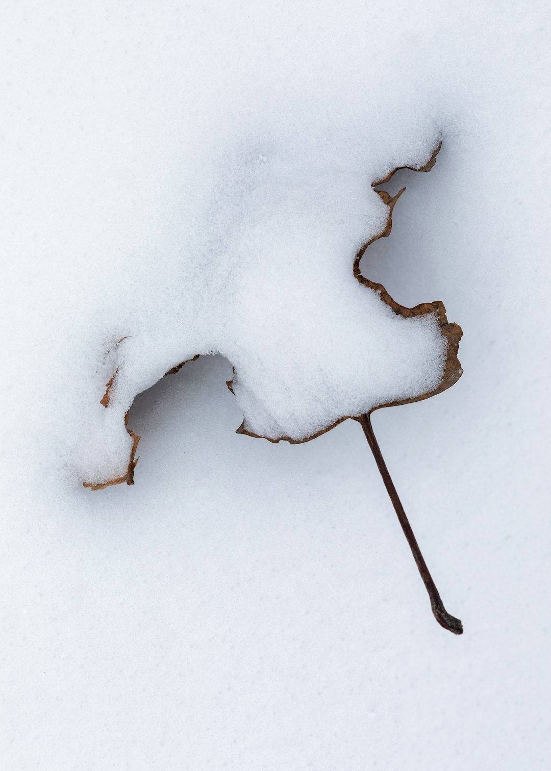 brown maple leaf covered with snow