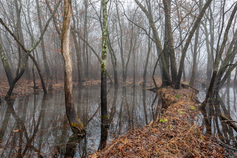 river surrounded with bare trees