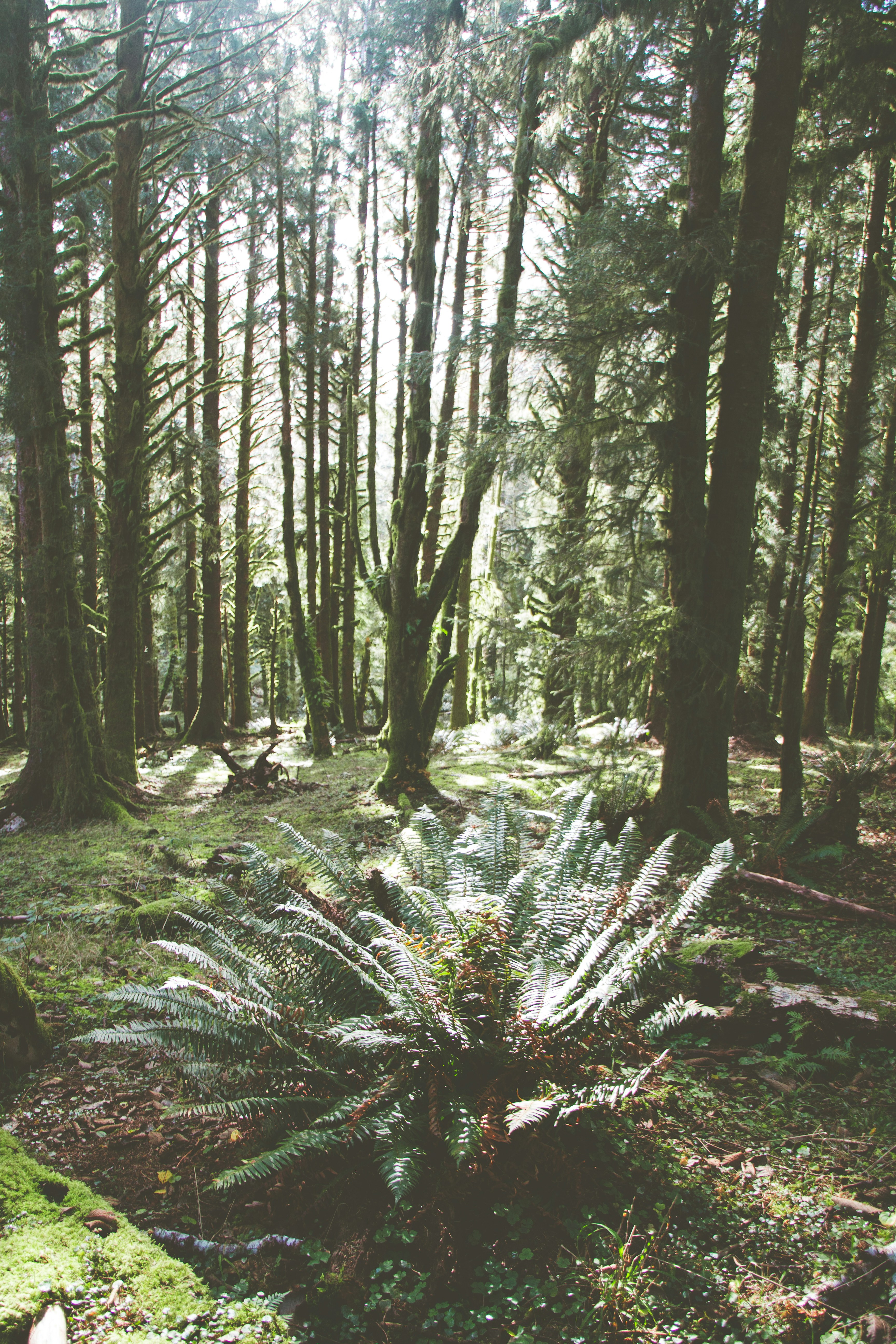 green fern plant surrounded with green trees during daytime