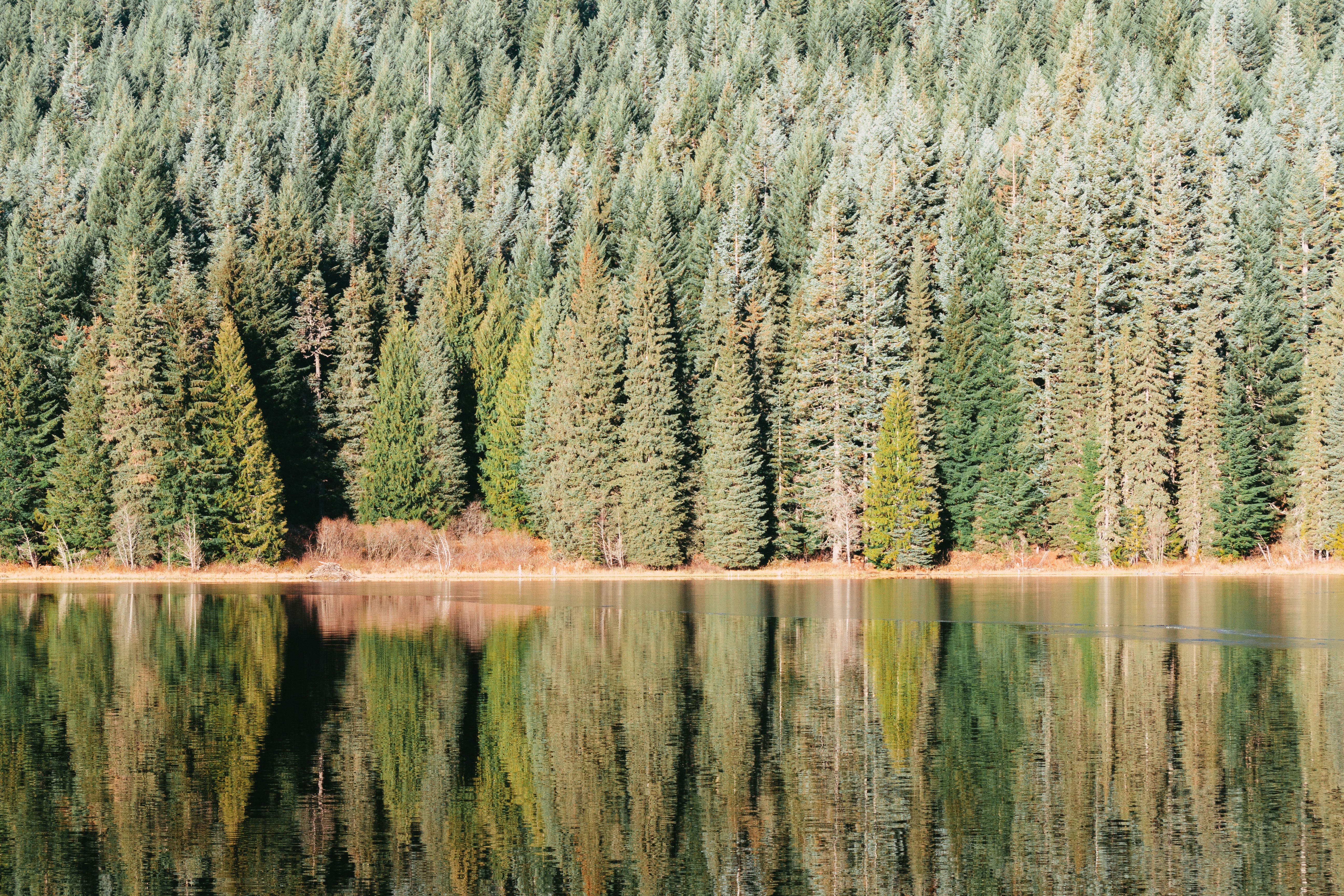 aerial photography of body of water near forest