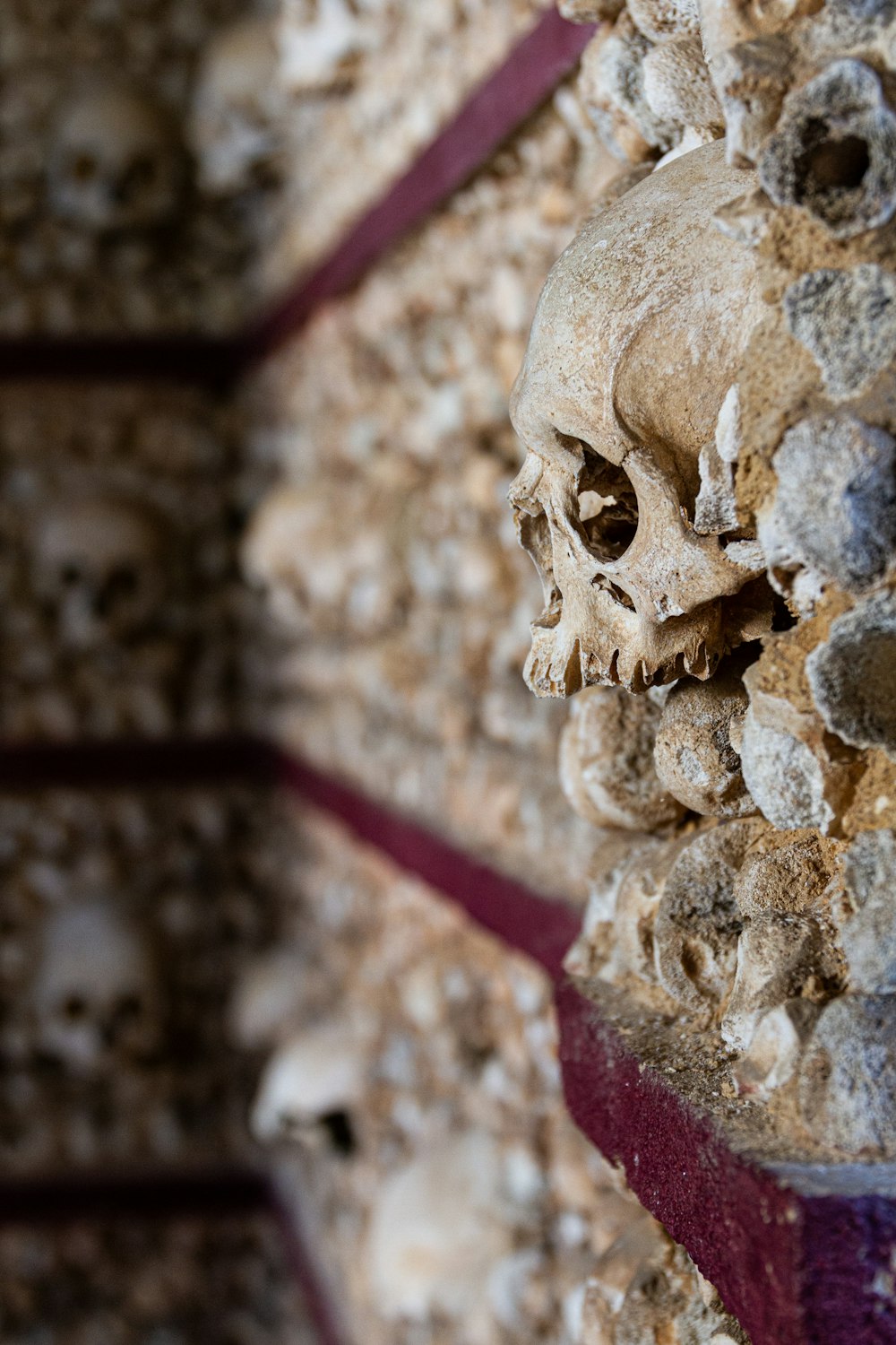 macro photography of human skulls