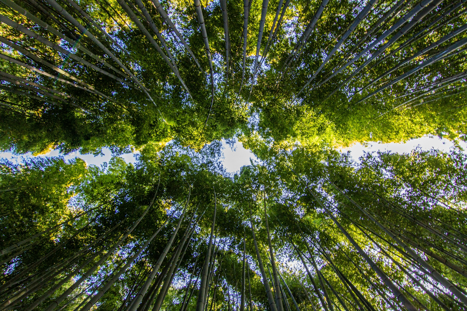 green trees
