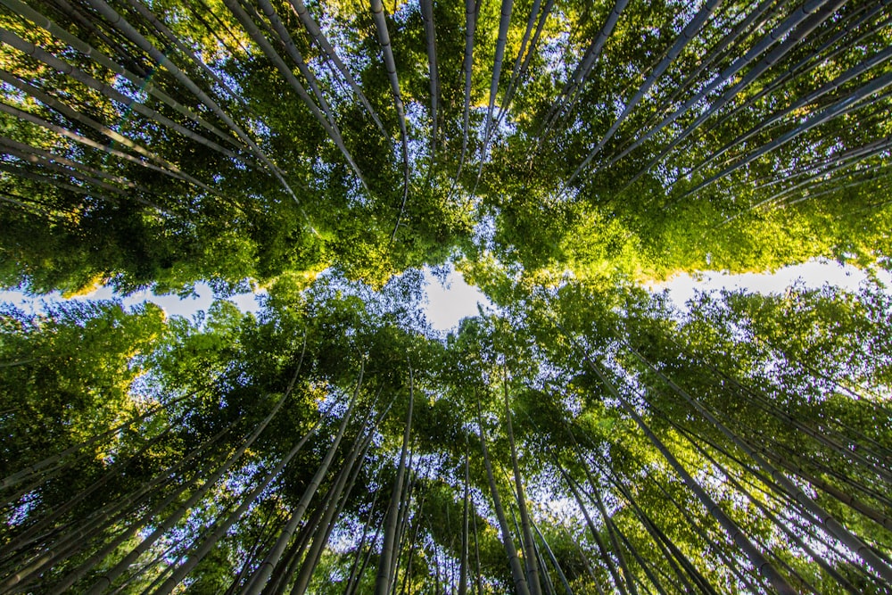 green trees