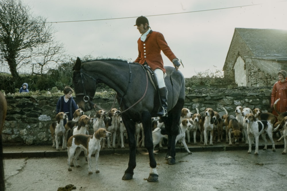 man riding horse near beagle dogs