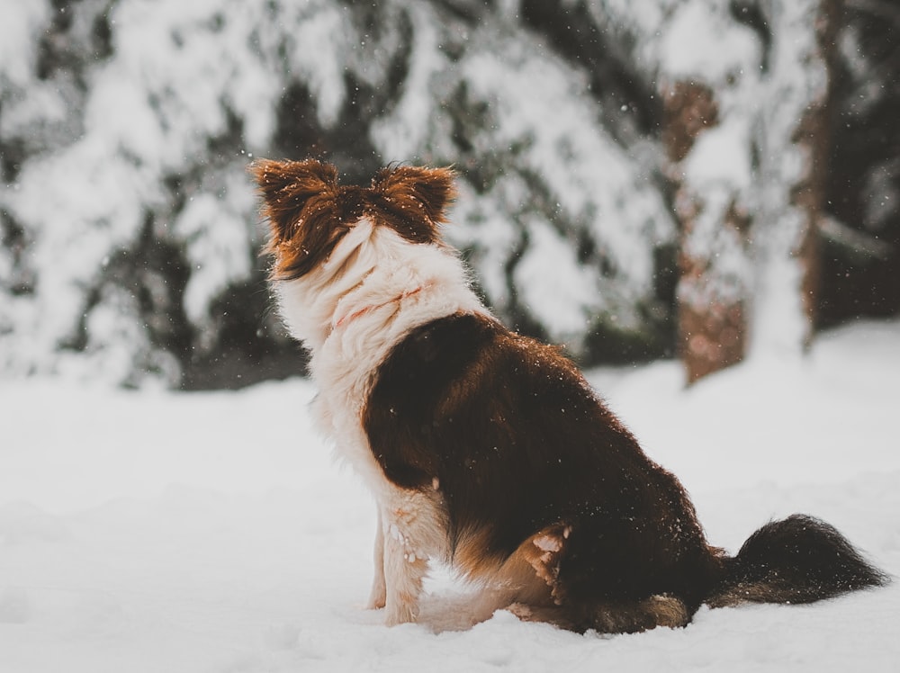 shallow focus photo of long-coated brown and white dog
