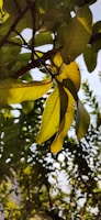 Sunlight filtering through green leaves highlighting botanical textures.