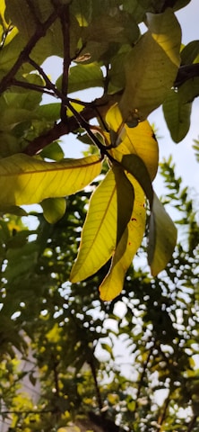 Sunlight filtering through green leaves highlighting botanical textures.