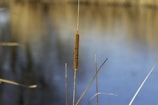 Close-up of thick cattails being mulched by the remote mower.