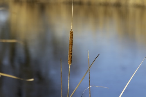 Close-up of thick cattails being mulched by the remote mower.