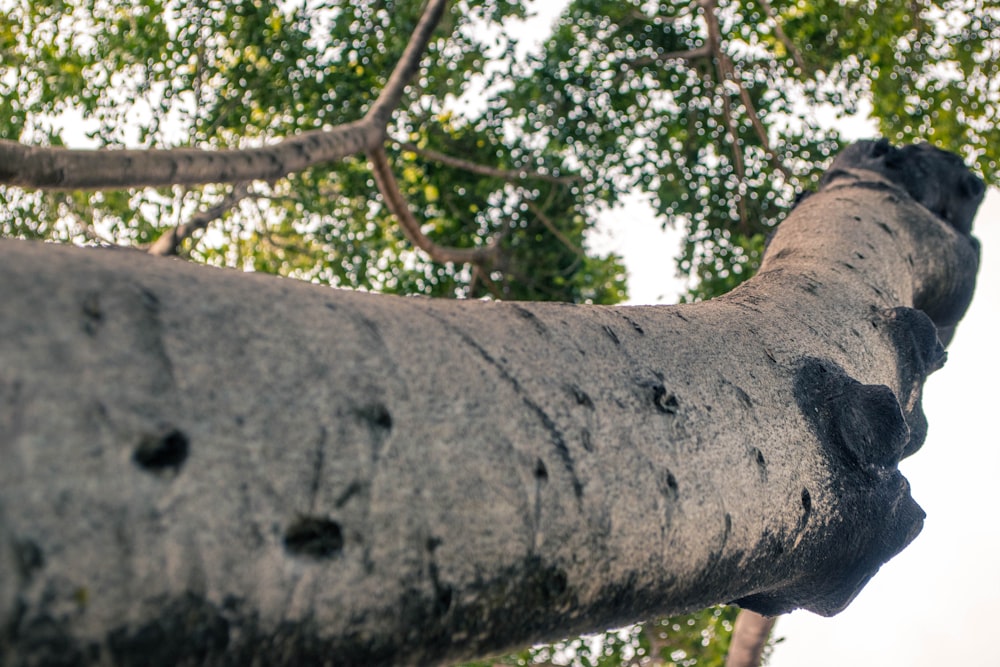 low-angle photography of brown tree trunk