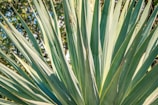 Close-up of a large agave plant with long, pointed green leaves extending outward. The leaves display a mix of green shades with subtle hints of yellow and brown. Sunlight filters through the leaves, creating a natural and lively atmosphere. The background shows blurred greenery, indicating an outdoor setting.