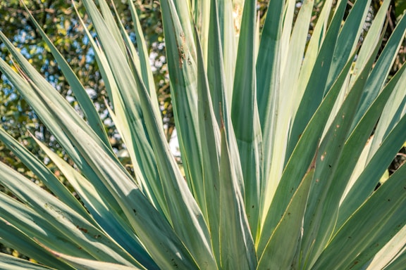 Close-up of a vibrant agave plant under warm sunlight, highlighting its sharp leaves and natural textures.