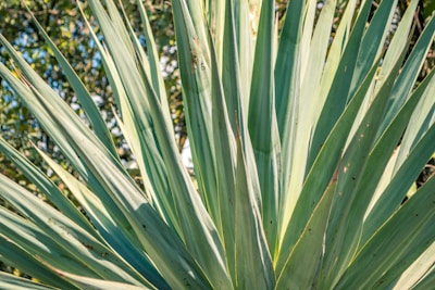 Close-up of a large agave plant with long, pointed green leaves extending outward. The leaves display a mix of green shades with subtle hints of yellow and brown. Sunlight filters through the leaves, creating a natural and lively atmosphere. The background shows blurred greenery, indicating an outdoor setting.
