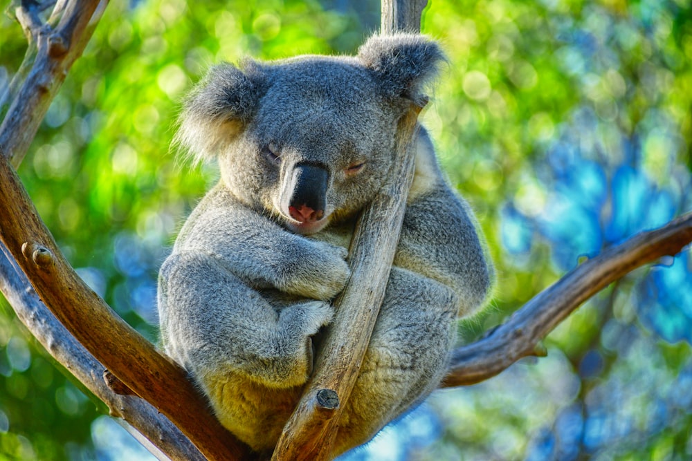 koala bear sitting on branch