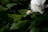 A diamond engagement ring rests elegantly on a bed of dark green leaves, next to a white rose. The ring features a large central stone surrounded by smaller stones set in a silver band.