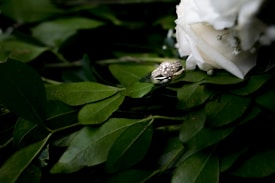 A diamond engagement ring rests elegantly on a bed of dark green leaves, next to a white rose. The ring features a large central stone surrounded by smaller stones set in a silver band.