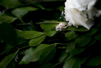 A diamond engagement ring rests elegantly on a bed of dark green leaves, next to a white rose. The ring features a large central stone surrounded by smaller stones set in a silver band.
