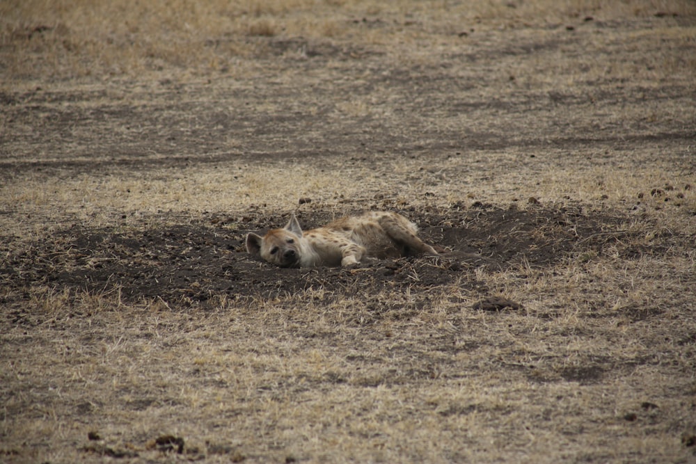 hyena lying on dirt