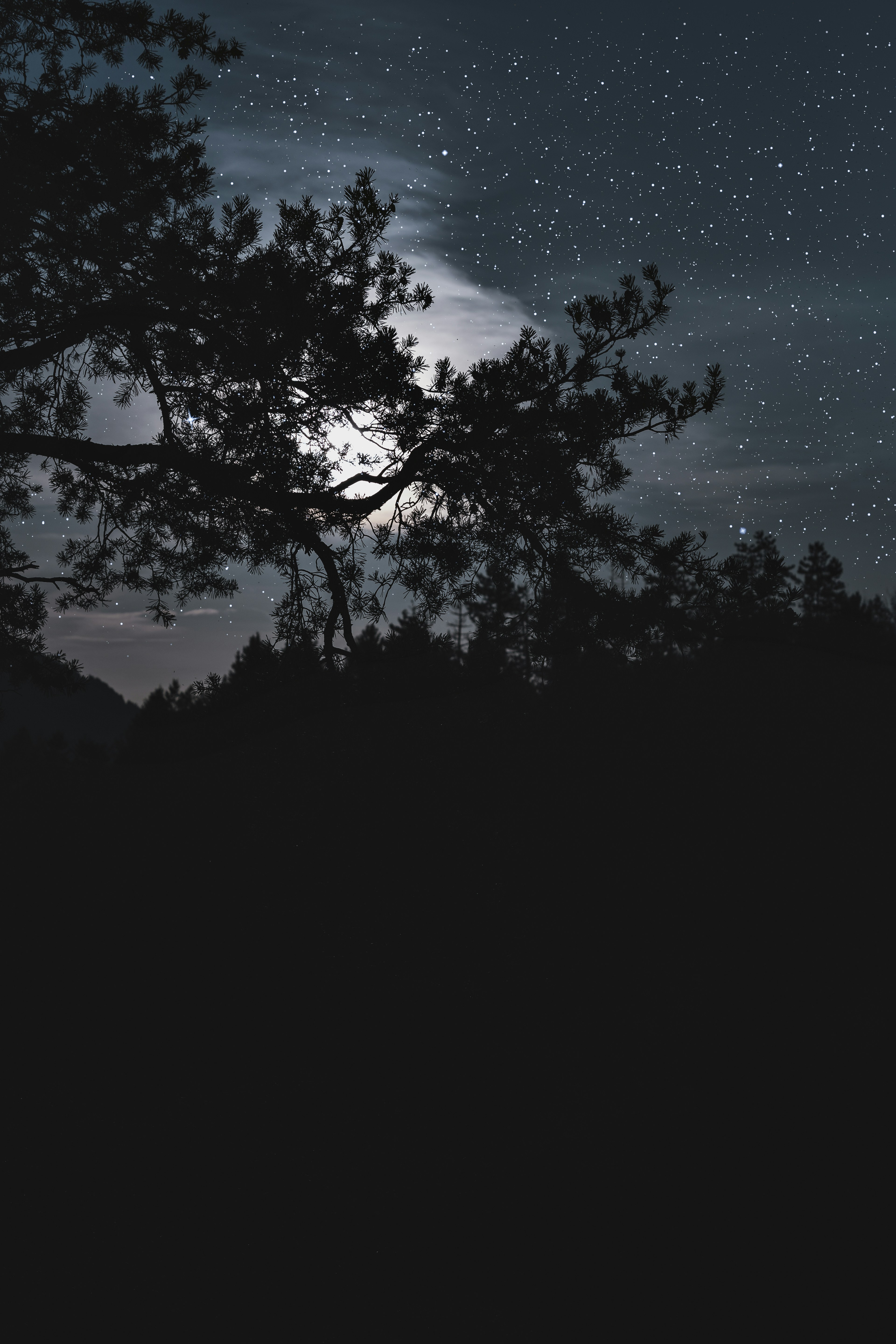 Trees during night photo Free Grey Image on Unsplash