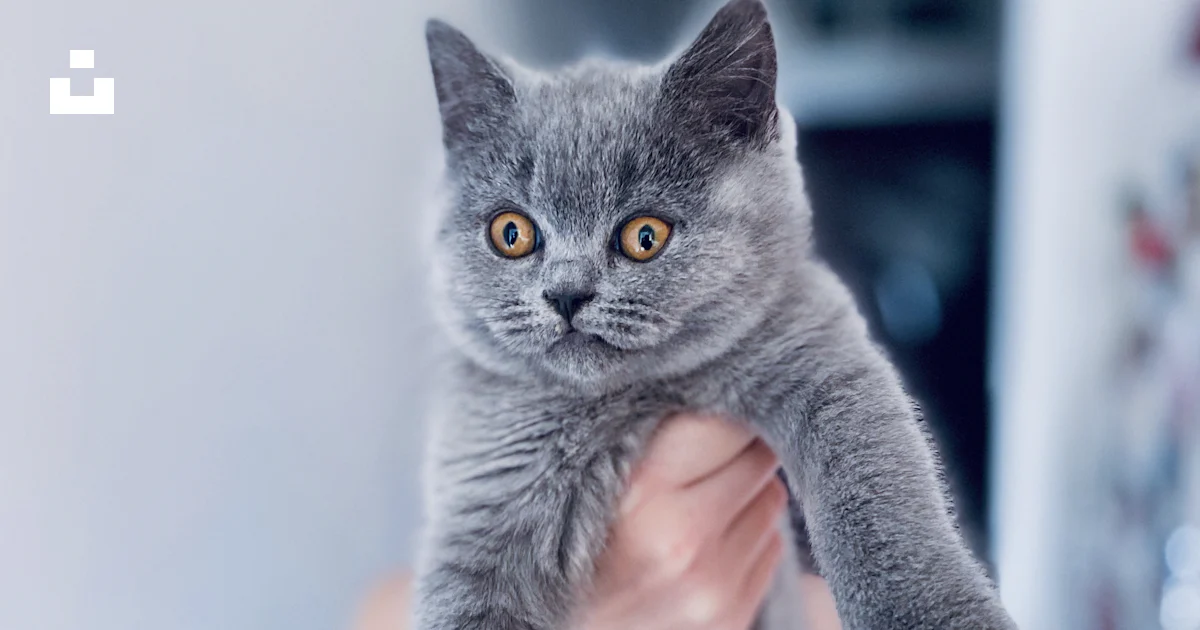 Foto Foto de enfoque superficial del gato azul ruso – Imagen Incómodo ...