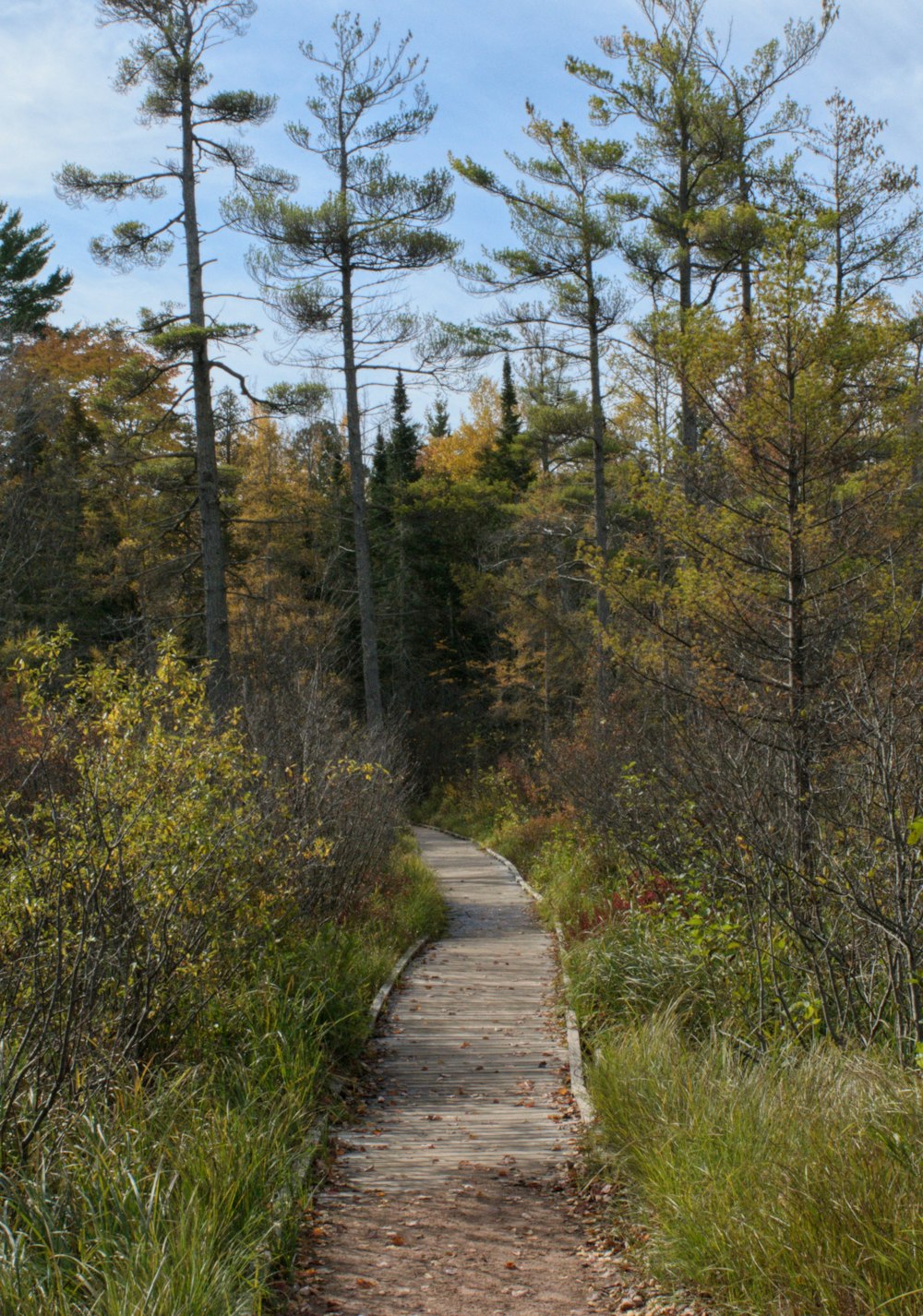 brown wooden pathway near trees