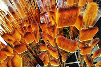 A multitude of paintbrushes with vibrant orange bristles and clear plastic handles are placed upright in an organized, clustered arrangement. The brushes vary in size and shape, with the bristles appearing soft and well-maintained.
