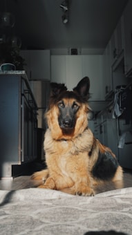 A German Shepherd dog is sitting on a patterned rug in a dimly lit kitchen. Sunlight streams in from a window, highlighting the dog's face and coat. The kitchen has white cabinets and modern appliances, creating a cozy atmosphere.
