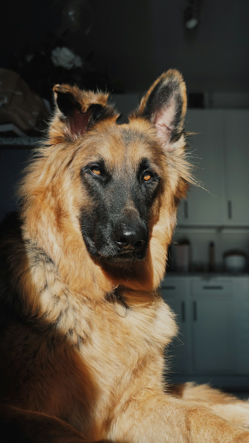 German Shepherd