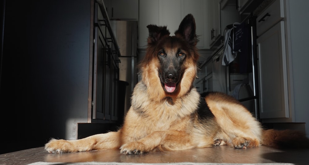 medium-coated German shepherd puppy photo – Free Brown Image on Unsplash