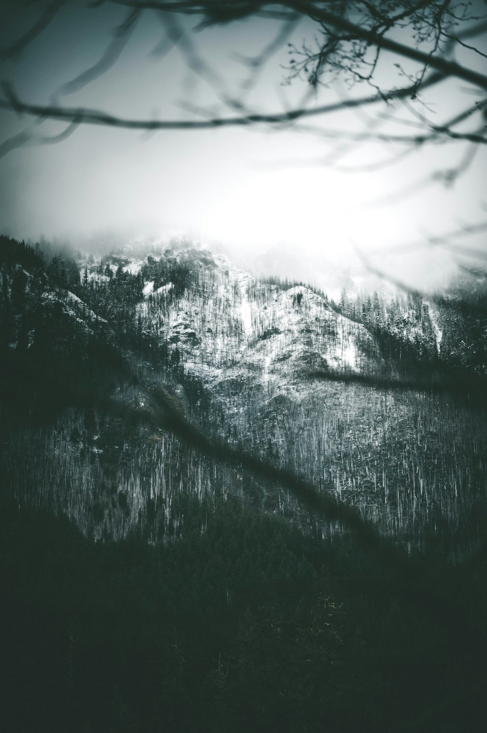 mountain covered with fogs