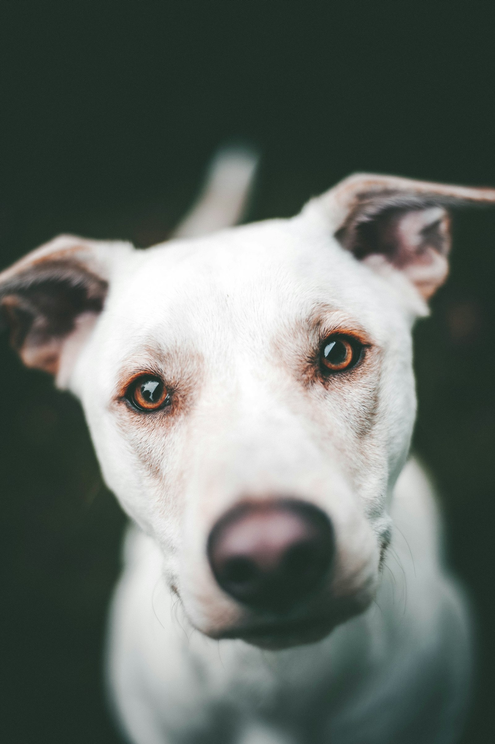 Nikon D700 + Nikon AF-S Nikkor 50mm F1.8G sample photo. White dog face photography