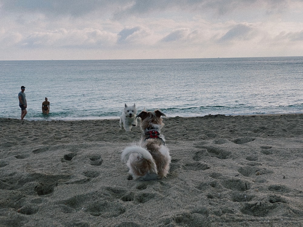 adult white westie on the seashore