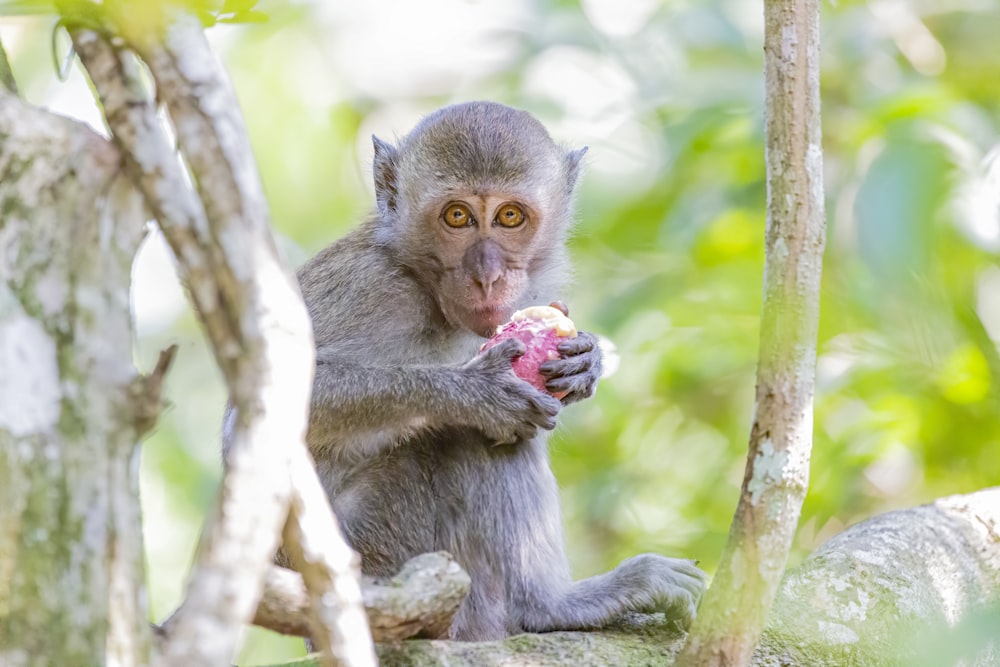 monkey holding fruit on branch