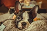 A close-up photo of Dante, the short-haired chocolate dachshund, sitting on a cozy blanket.