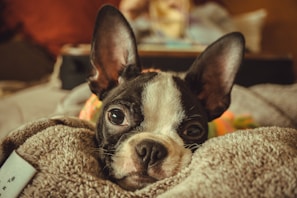 A close-up photo of Dante, the short-haired chocolate dachshund, sitting on a cozy blanket.