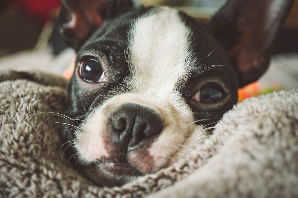 dog lying on blanket