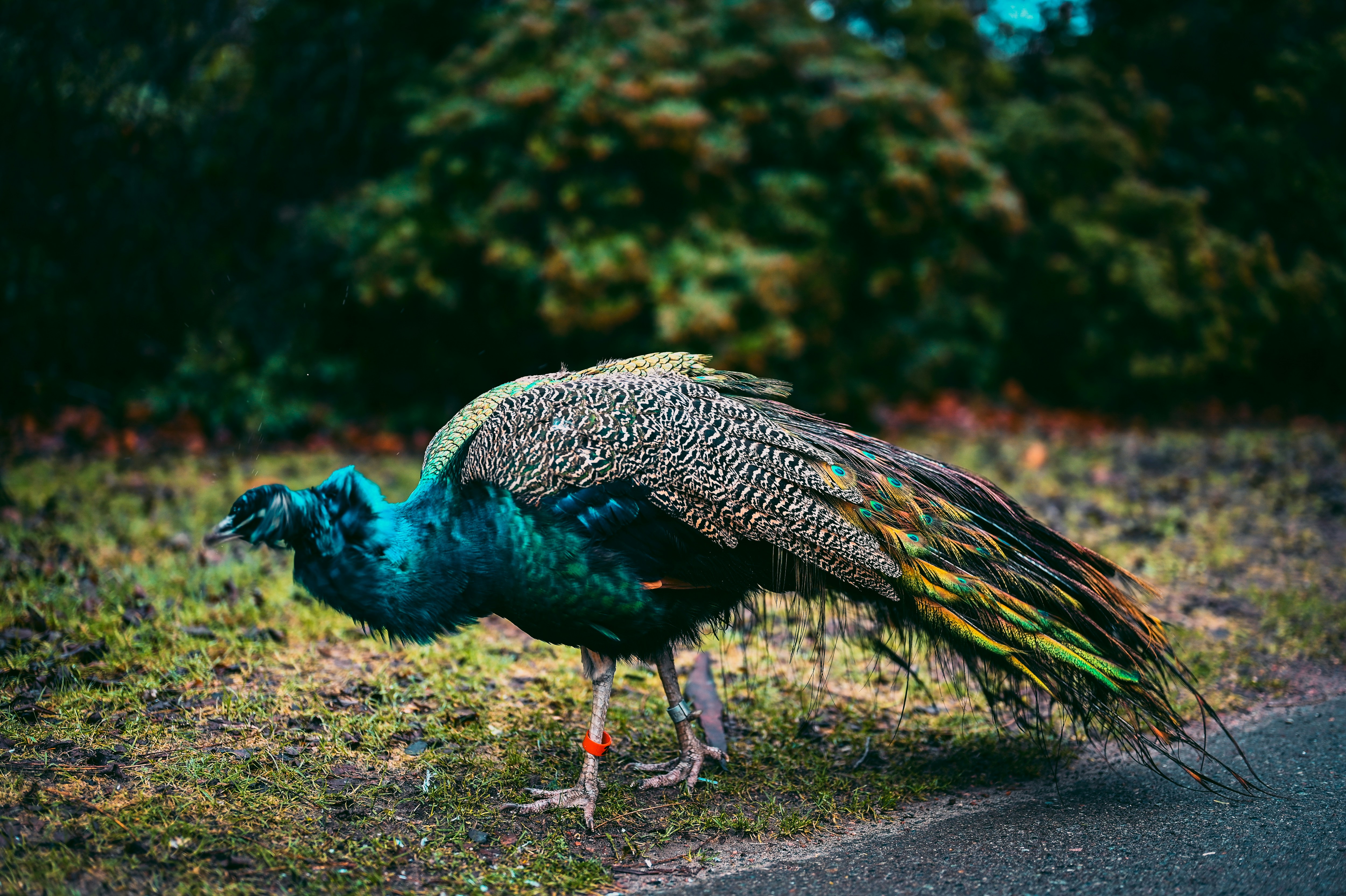 seekor burung merak berdiri di pinggir jalan