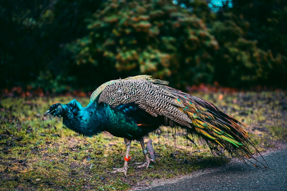 a peacock standing on the side of a road