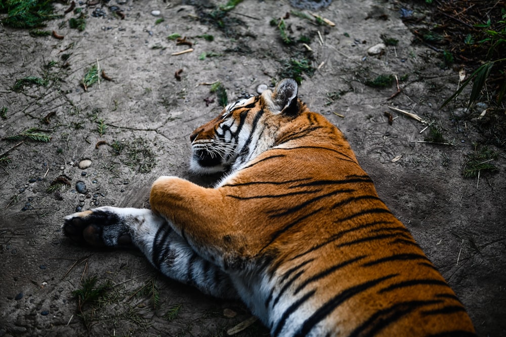 土の上に横たわる虎