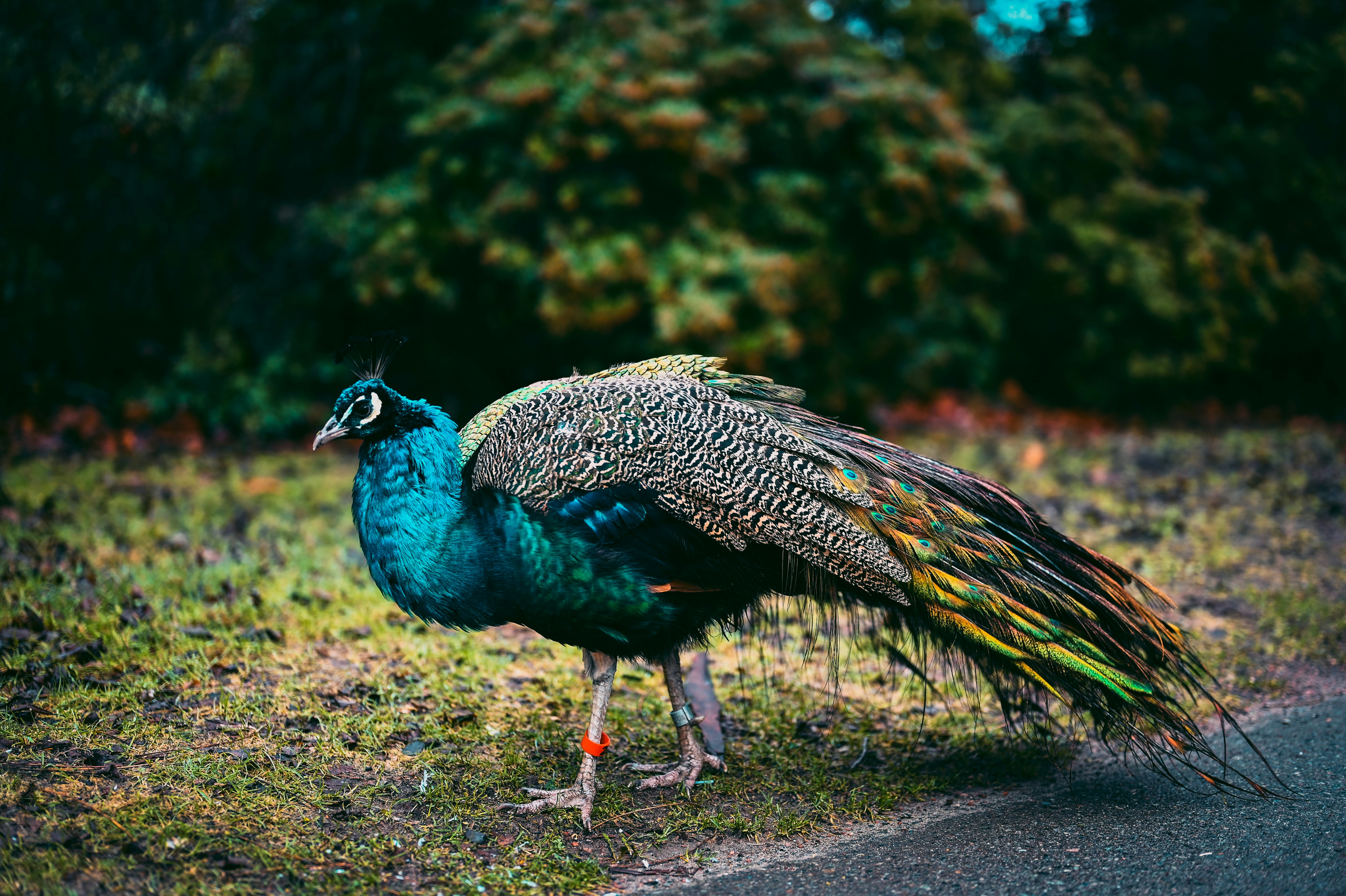 Peacock at Woodland Park Zoo