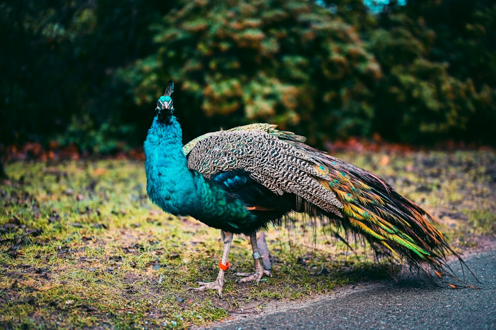 blue, green, and black peacock photograph
