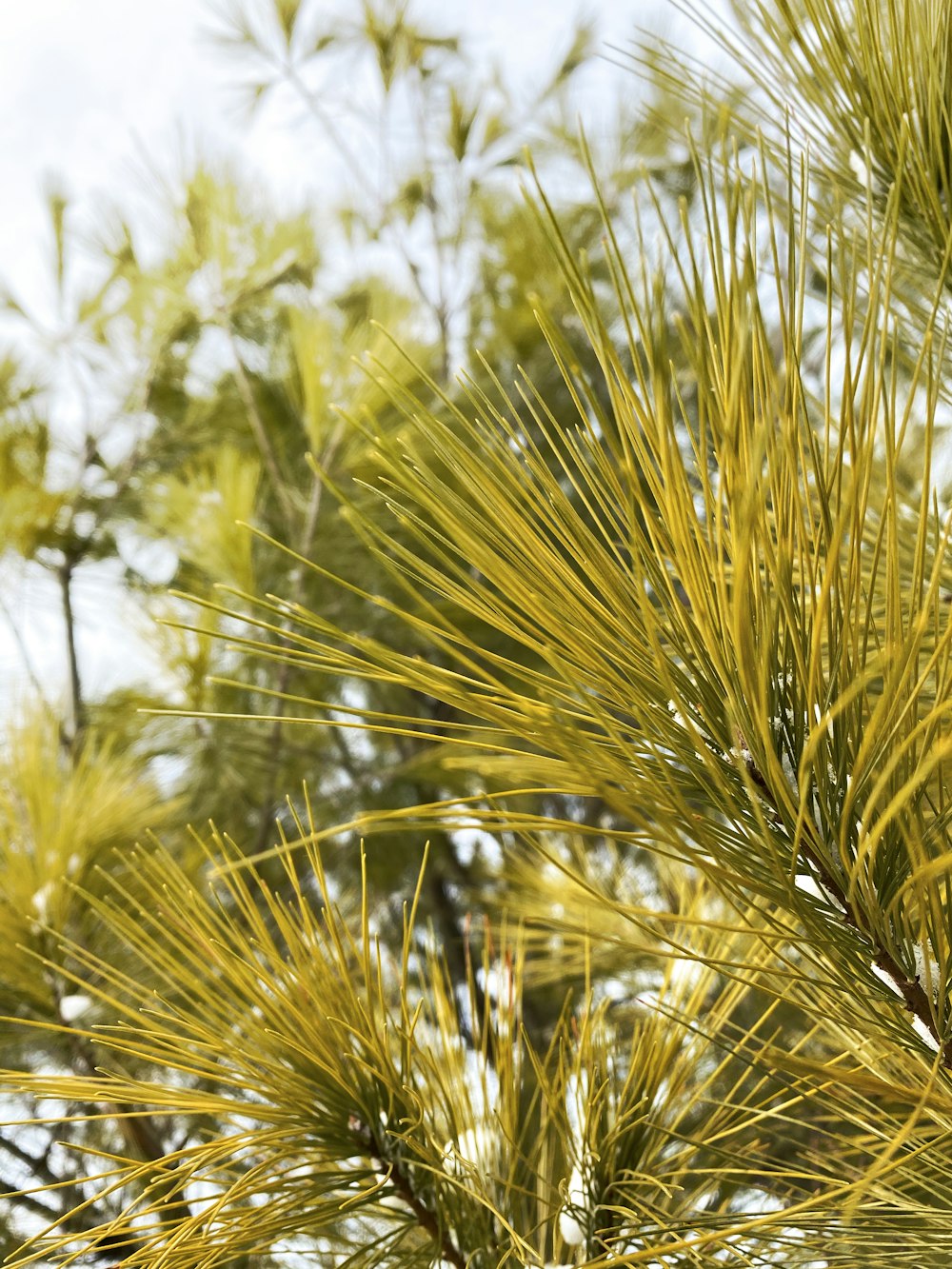 selective focus photography of green-leafed plant