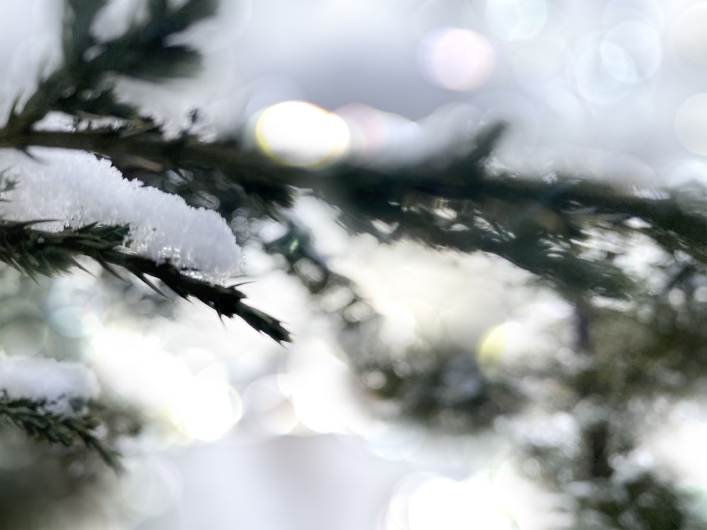 selective focus photography of green-leafed plant