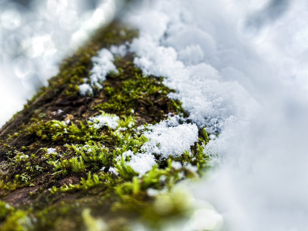 a close up of snow and moss on a log