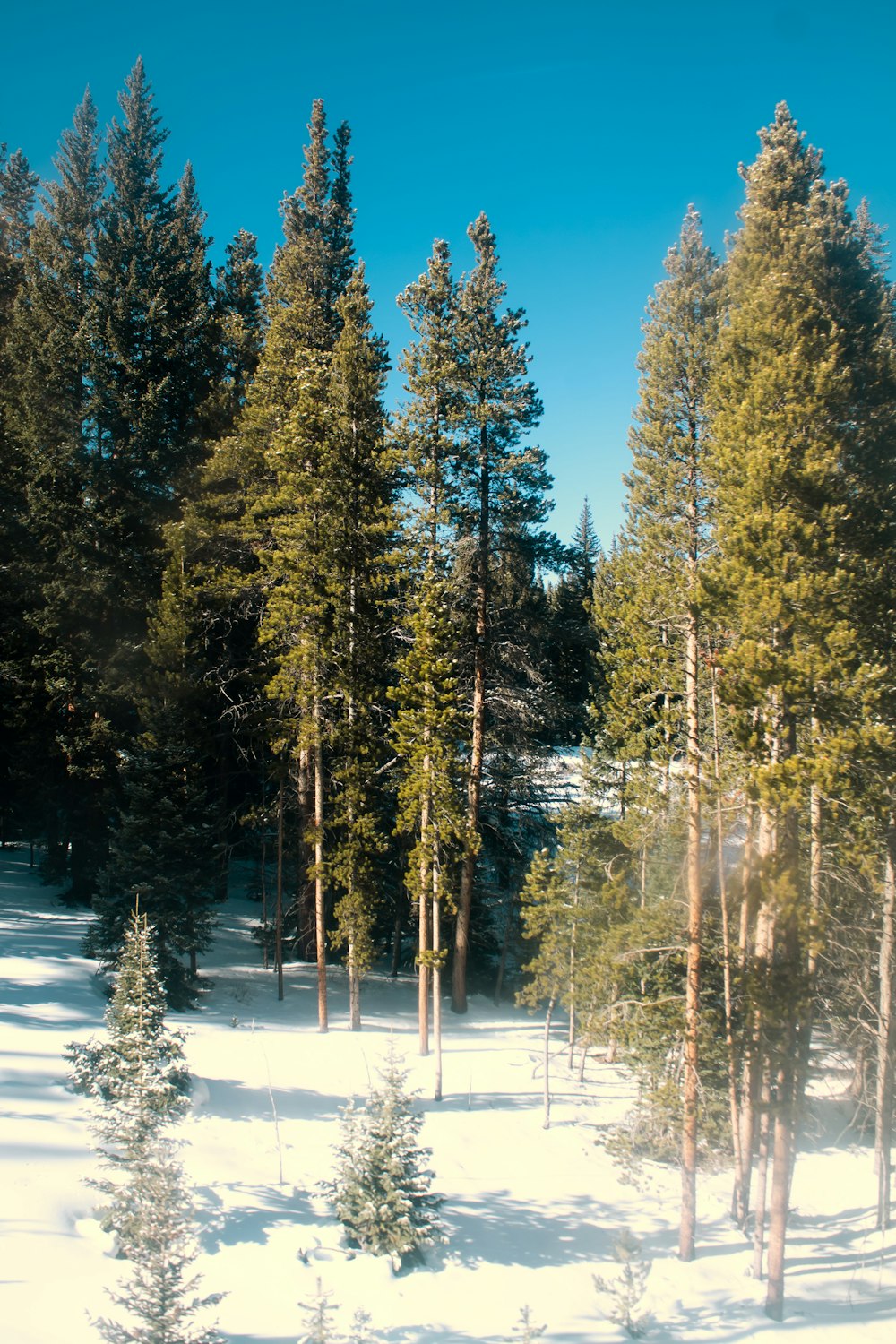 green-leafed trees in a snowy mountain during daytime