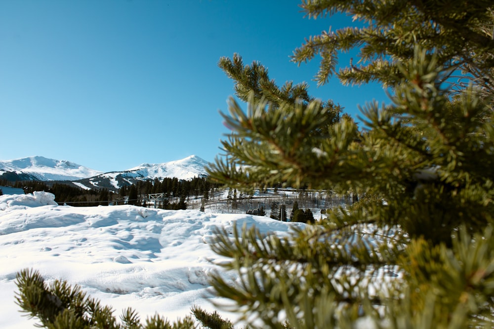 green pine tree