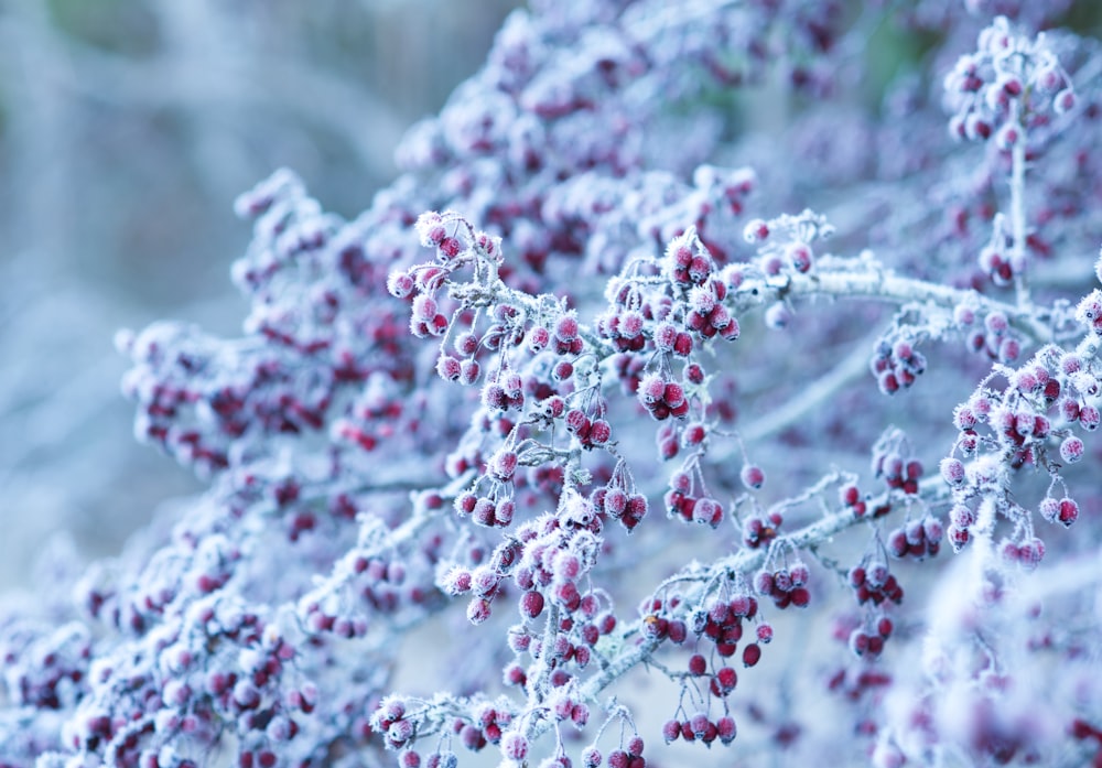 rote Kirschen